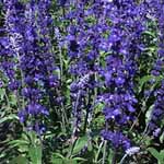 Salvia farinacea - Gruppenblau